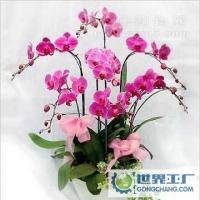 新疆庫爾勒綠石園花卉 專業(yè)鮮花速遞與植物盆景供應(yīng)